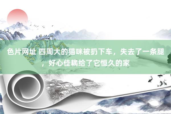 色片网址 四周大的猫咪被扔下车，失去了一条腿，好心佳耦给了它恒久的家